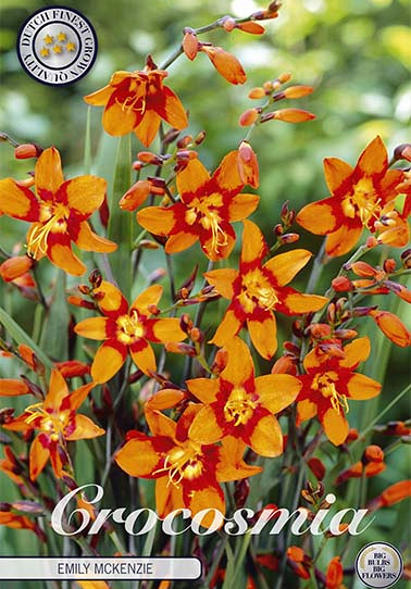 Crocosmia Emily Mckenzier x 10 6/7