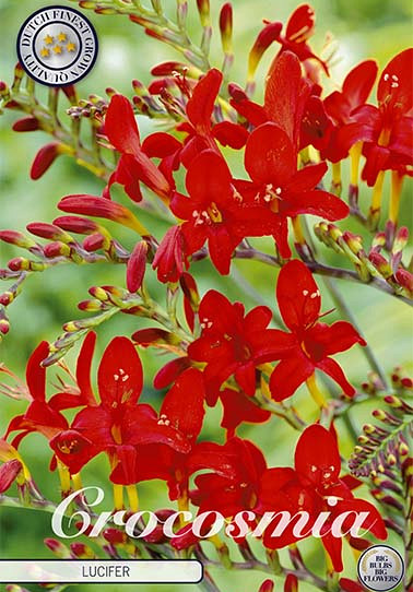 Crocosmia Lucifer x 10 10/12