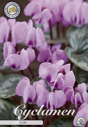 Cyclamen Coum x 2 14/16