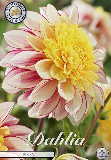 Dahlia Anemone Polka x1 I