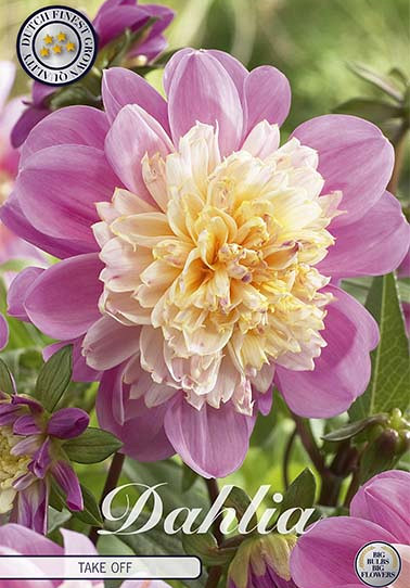 Dahlia Anemone Take off x 1 I .