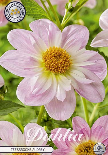 Dahlia Anemone Teesbrooke Audrey x1 I