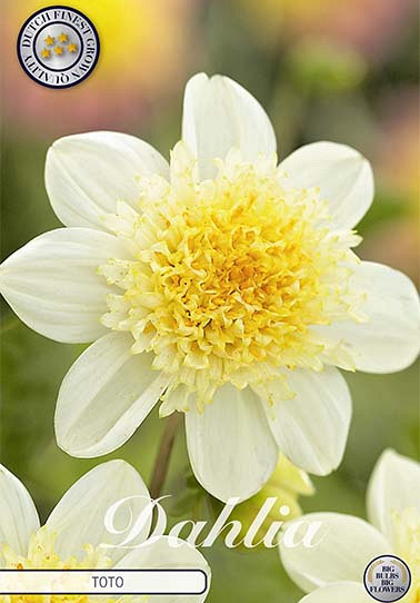 Dahlia Anemone Toto x 1 I .