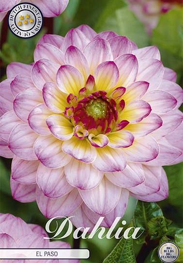 Dahlia Ball El Paso x 1 I .