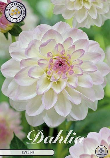 Dahlia Ball Eveline x 1 I .