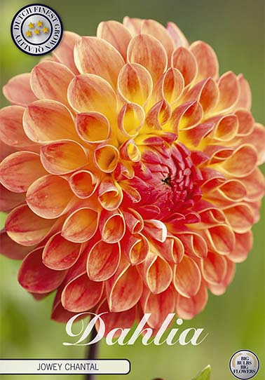 Dahlia Ball Jowey Chantal x1 I