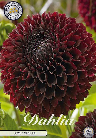 Dahlia Ball Jowey Mirella x1 I