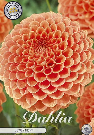 Dahlia Ball Jowey Nicky x1 I