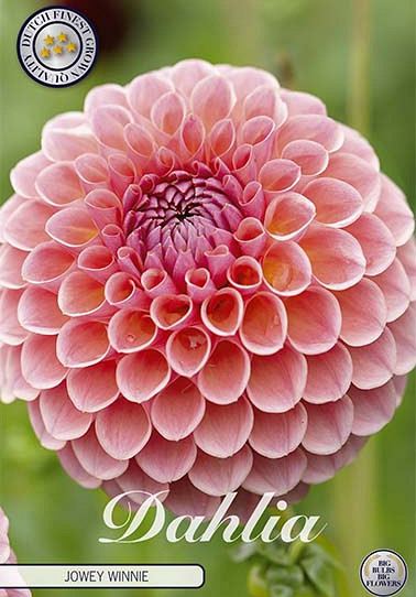 Dahlia Ball Jowey Winnie x1 I