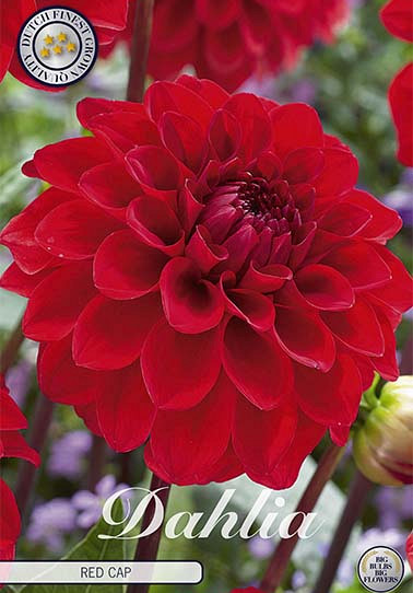 Dahlia Ball Red Cap x 1 I .