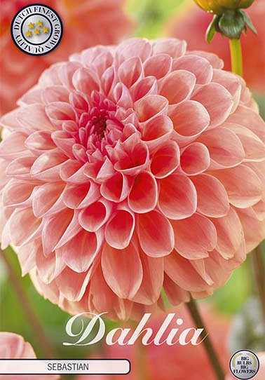 Dahlia Ball Sebastian x1 I