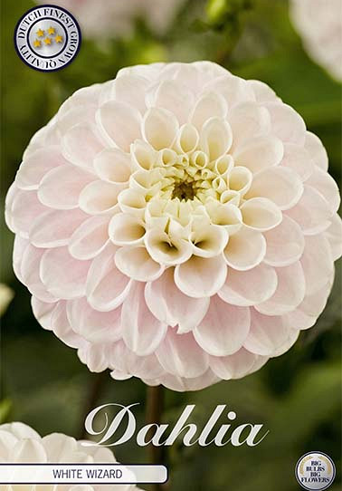 Dahlia Ball White Wizard x1 I