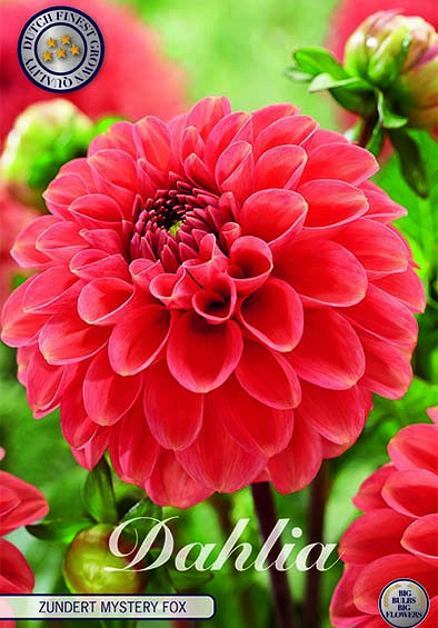 Dahlia Ball Zundert Mystery Fox x1 I .