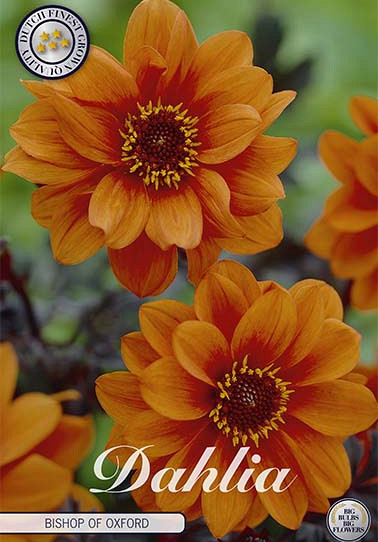 Dahlia Border Bishop of Oxford x1 I