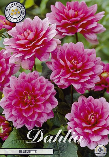 Dahlia Border Bluesette x 1 I .