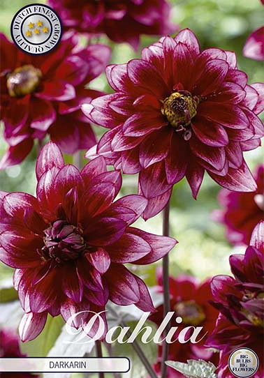 Dahlia Border Darkarin x 1 I .