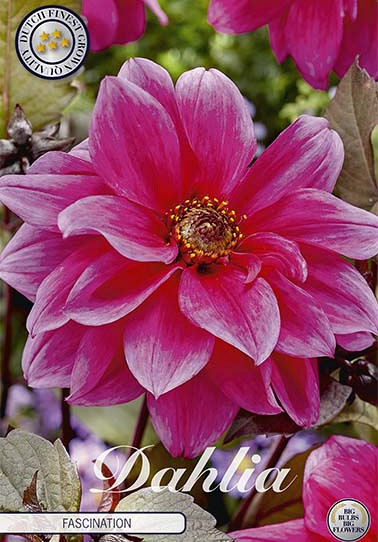 Dahlia Border Fascination x 1 I .