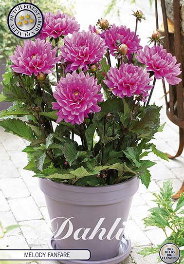 Dahlia Border Melody Fanfare x1 I