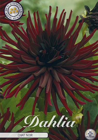 Dahlia Cactus Chat Noir x 1 I .