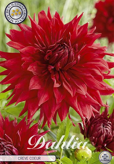 Dahlia Cactus Creve Coeur x 1 I .