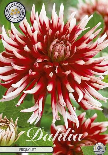 Dahlia Cactus Friquolet x 1 I .