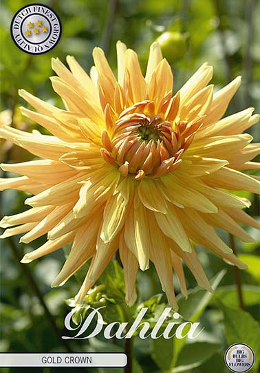 Dahlia Cactus Gold Crown  x 1 I .