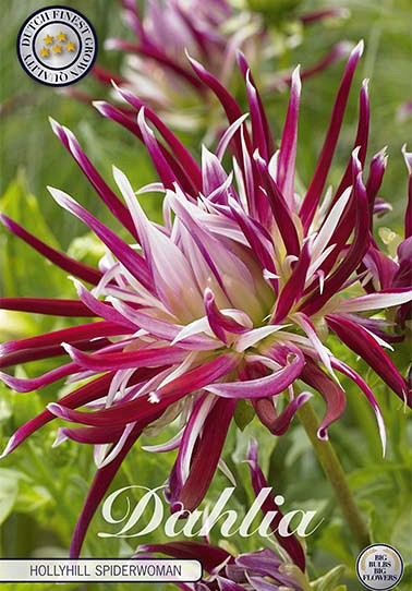 Dahlia Cactus Hollyhill Spiderwoman x1 I