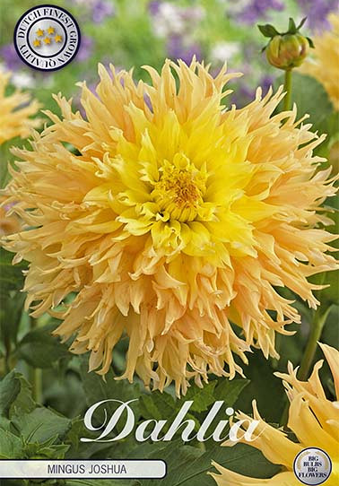 Dahlia Cactus Mingus Joshua x 1 I .