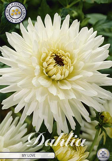 Dahlia Cactus My Love x 1 I .