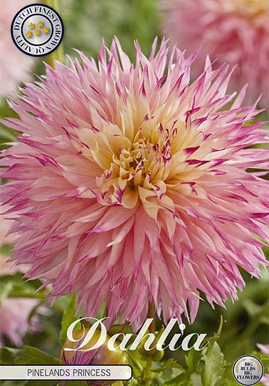 Dahlia Cactus Pinelands Princess x 1 I .