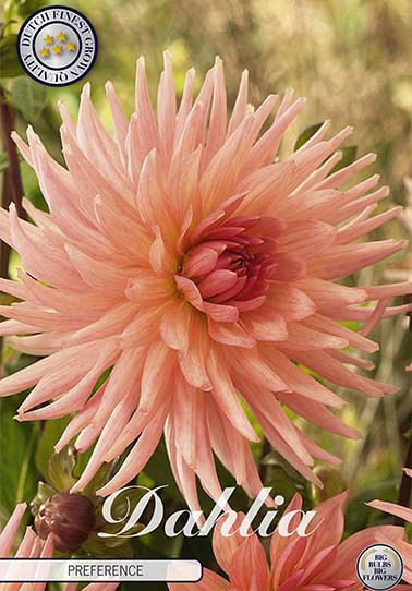 Dahlia Cactus Preference x 1 I .