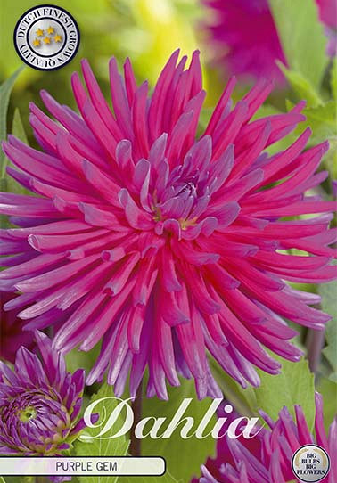 Dahlia Cactus Purple Gem x 1 I .