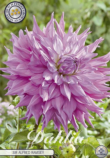 Dahlia Cactus Sir Alfreds Ramsey x 1 I .