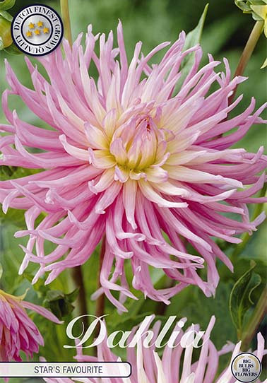 Dahlia Cactus Star's Favourite x 1 I .