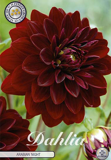 Dahlia Deco. Arabian Night x 1 I .