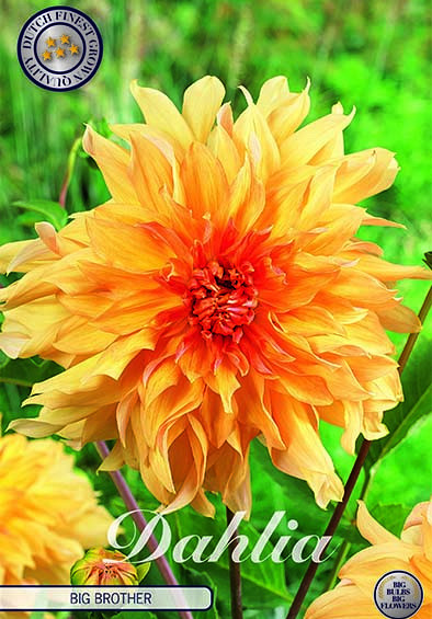 Dahlia Deco. Big Brother x1 I .