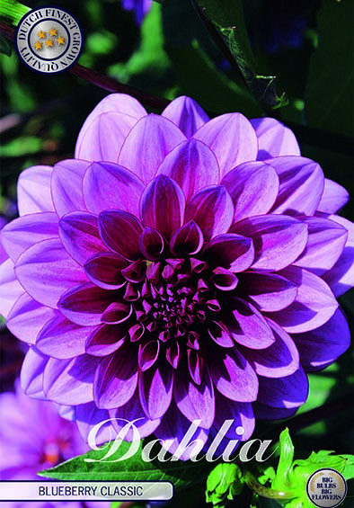 Dahlia Deco. Blueberry Classic x1 I .