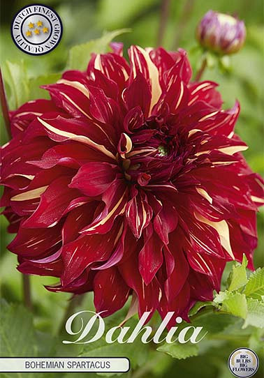 Dahlia Deco. Bohemian Spartacus x 1 I .