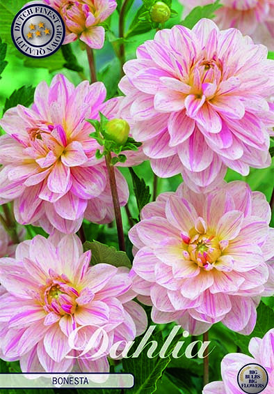 Dahlia Deco. Bonesta x1 I .