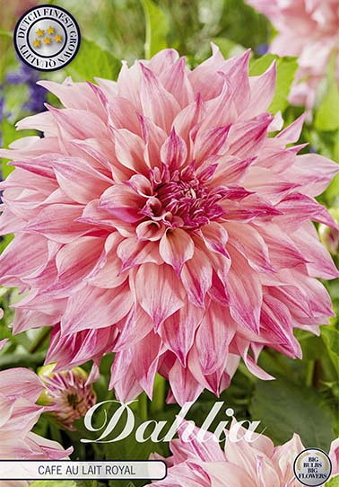 Dahlia Deco. Cafe au Lait Royal x 1 I .