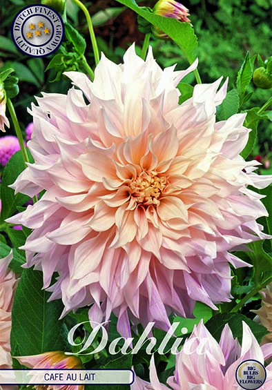 Dahlia Deco. Cafe au Lait x 1 I .