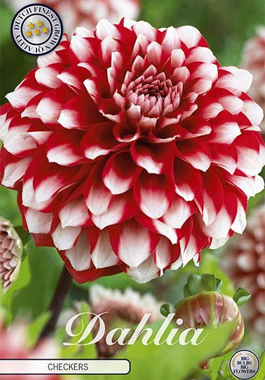 Dahlia Deco. Checkers x 1 I .