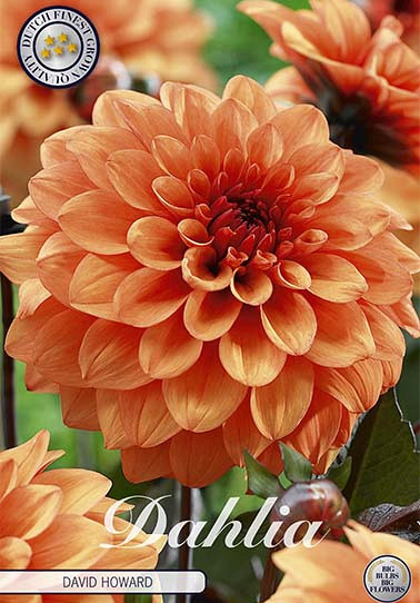 Dahlia Deco. David Howard x1 I