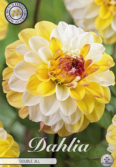 Dahlia Deco. Double Jill x 1 I .