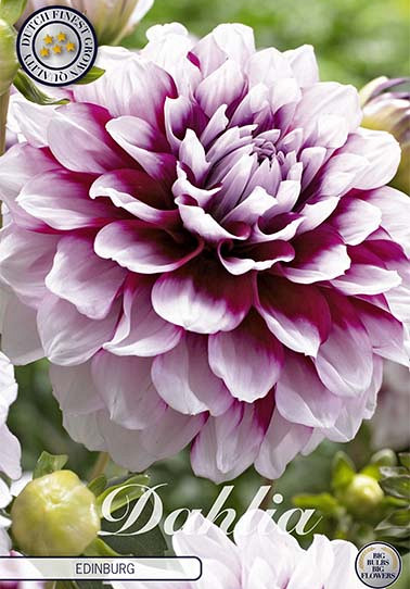 Dahlia Deco. Edinburg x 1 I .