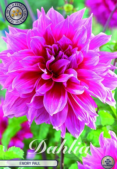 Dahlia Deco. Emory Paul x1 I .