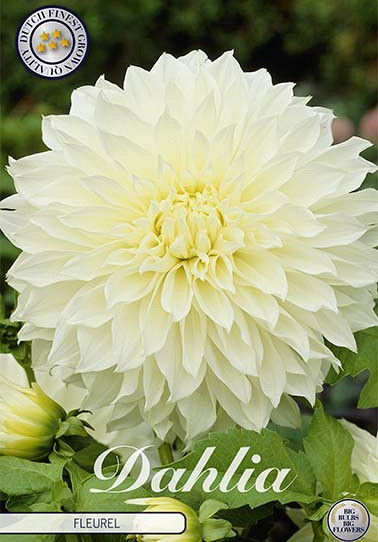 Dahlia Deco. Fleurel x 1 I .