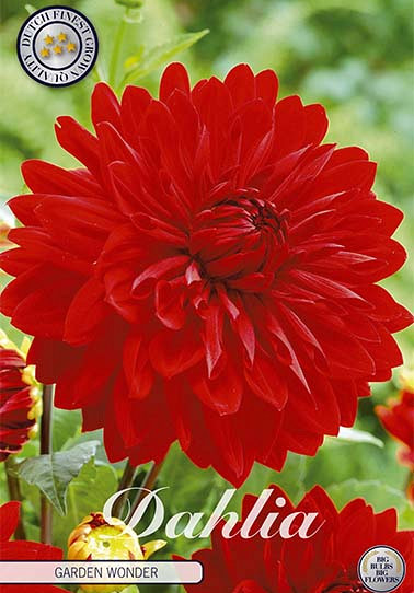 Dahlia Deco. Garden Wonder x 1 I .