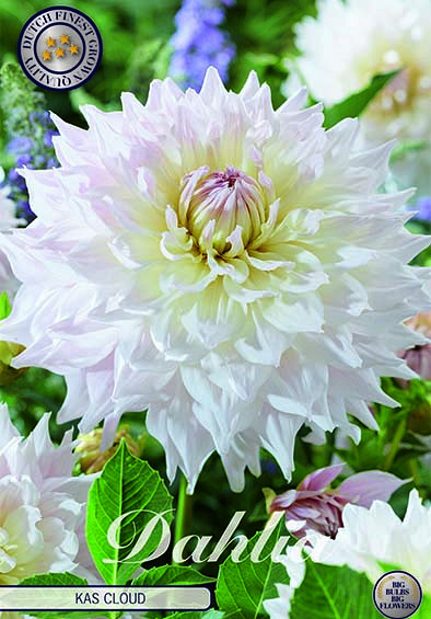 Dahlia Deco. Kas Cloud x1 I .