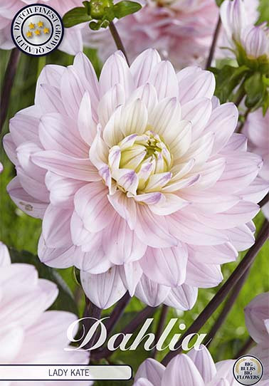 Dahlia Deco. Lady Kate x1 I